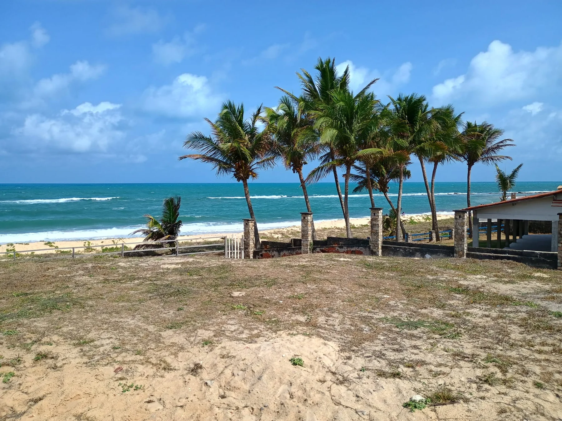 Coqueiros e mar pela manhã